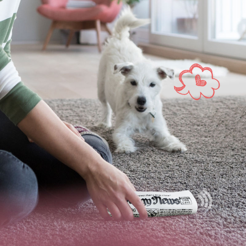 Squeaky Pet Dog Toy Newspaper Chew Training Toys - Image 4