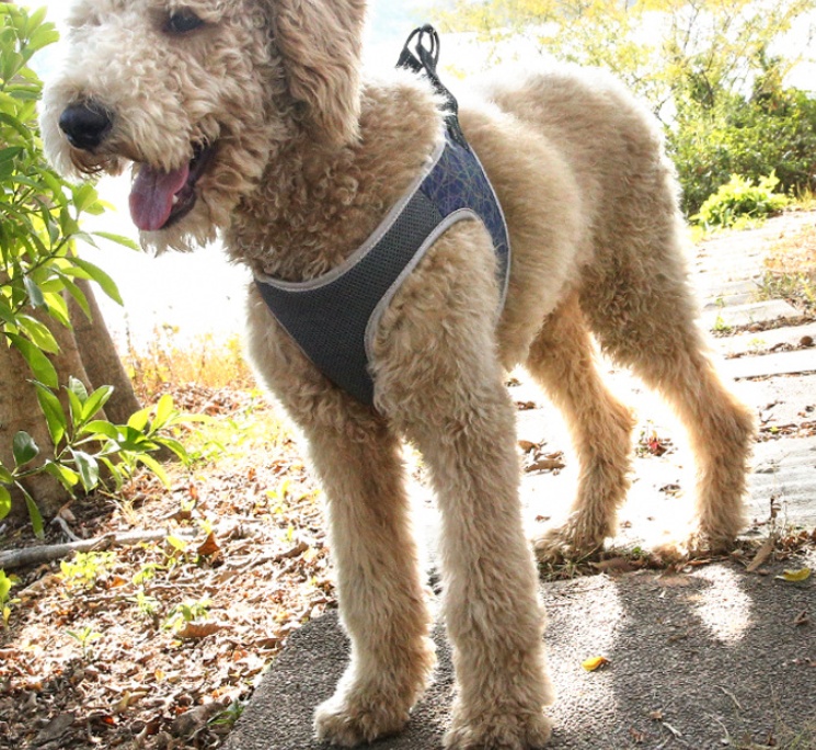 Dog Leash Vest Pet Harness Bullfight - Image 8